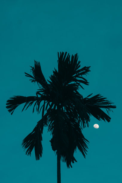 棕榈树轮廓。满月图片下载