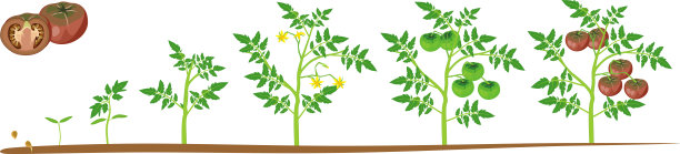 番茄植株的生命周期。从种子到开花和结果的生长阶段，成熟的黑红色番茄孤立在白色背景上图片下载