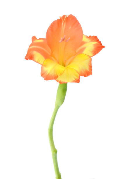 橙色剑兰图片下载