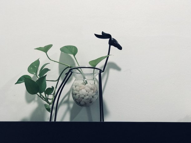 室内植物图片下载