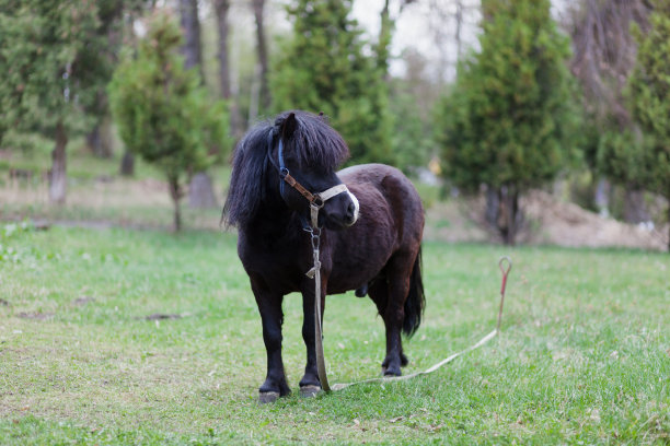可爱的小马在自然公园里，享受美好的天气，生活是美好的图片下载