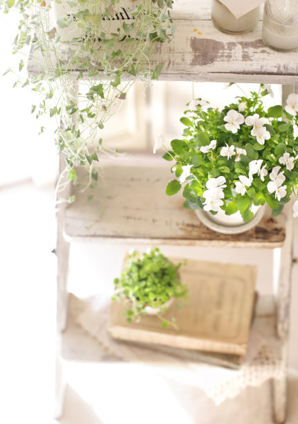 各种时尚室内植物图片下载