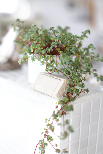 各种时尚室内植物图片下载