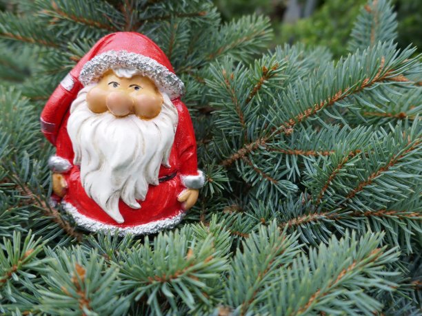 圣诞老人在杉树林中。一个穿着圣诞老人服装的可爱的小花园侏儒藏在松树树枝之间的森林里。(不受版权保护的)图片下载