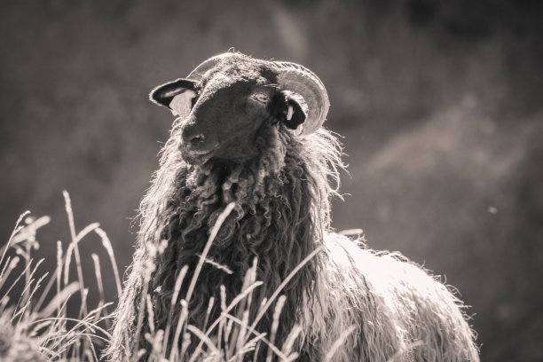 美丽的绵羊的肖像看着相机，愤怒的山图片下载