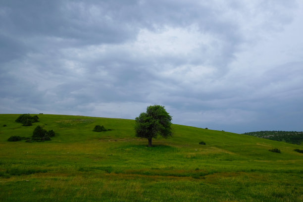 大自然中孤独的树图片下载