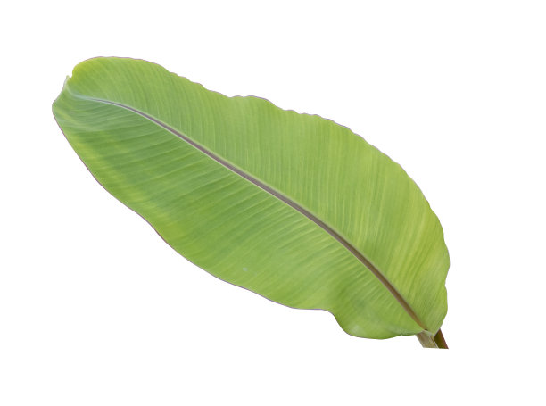 香蕉叶子。图片下载