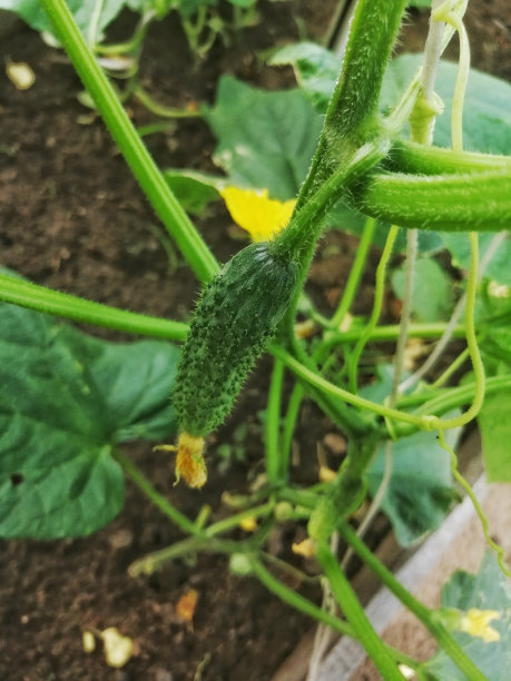 绿色植物床上的小黄瓜图片下载