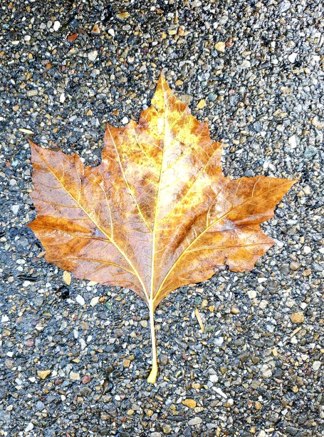 秋天的叶子图片下载