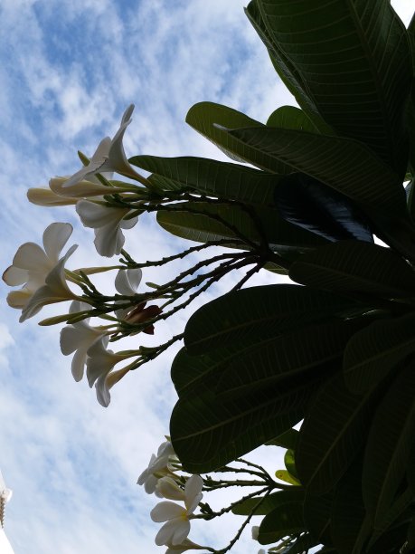 鲜花和天空图片下载