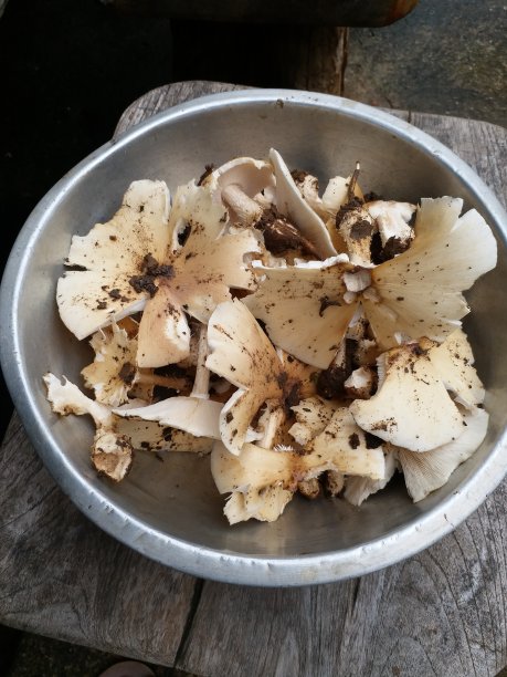 蘑菇在碗里图片下载