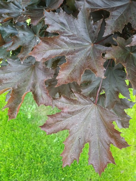 枫叶和雨点在绿草的背景上图片下载