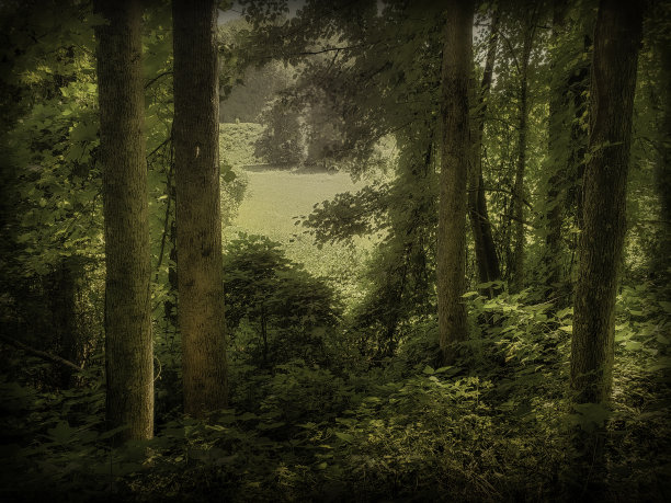 田园诗般的森林场景-软焦点;大气情绪-柔和的颜色图片下载