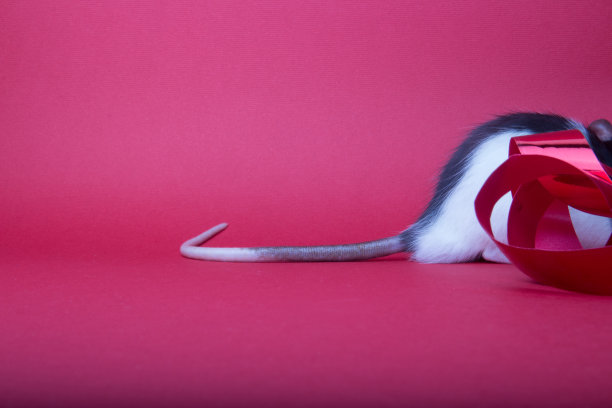 在红色背景上的一只黑白相间的老鼠的背部。红色背景上的老鼠尾巴图片下载