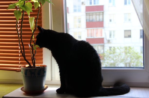 棕色的窗帘，花盆里的一朵缬草花，还有一只大黑猫在一幢公寓楼的窗台上图片下载