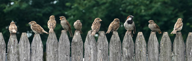 篱笆上的鸟图片下载
