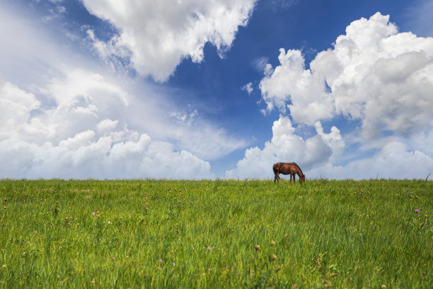 草原上的独马图片下载