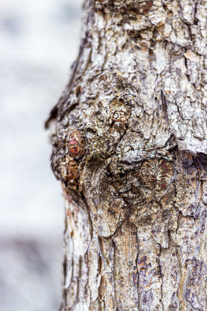 一个树干的树皮的特写图片下载