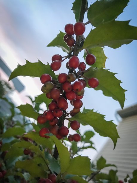 接近冬青浆果与蓝色的天空图片下载