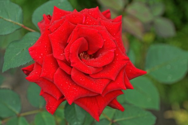 一个红色的玫瑰花蕾在绿色的茎上滴着水图片下载