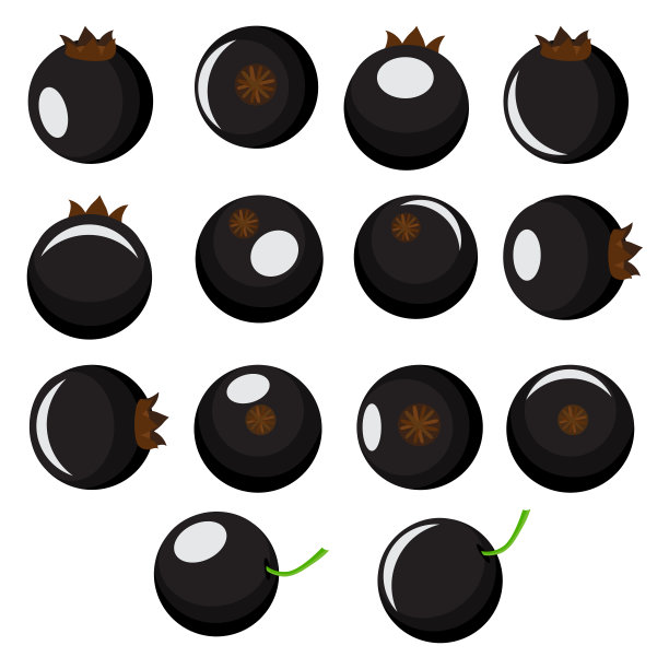 采集向量不同形状的黑醋栗浆果孤立在白色背景。图片下载