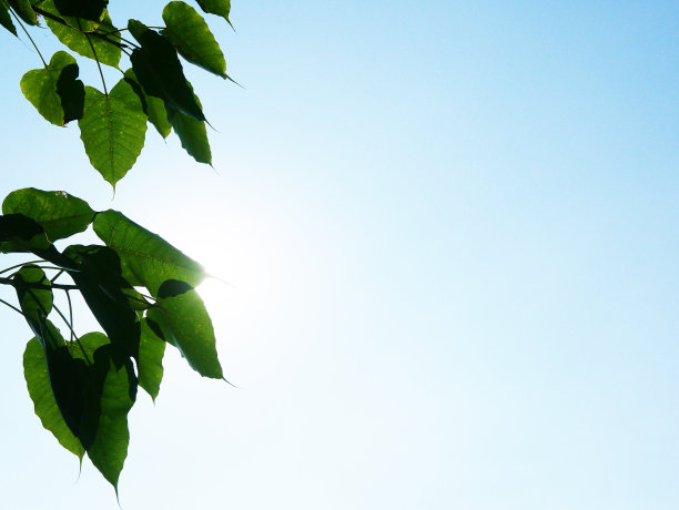太阳在美丽的菩提树叶子后面耀斑，映衬着明亮的下午天空图片下载
