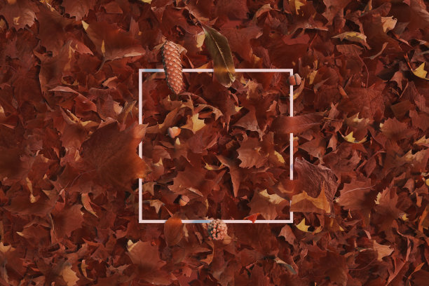 3d渲染的白色方形与秋天的叶子。平铺的简约自然风格概念图片下载