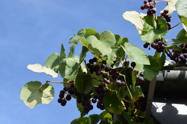 红葡萄图片下载