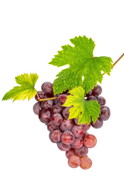 葡萄与叶图片下载