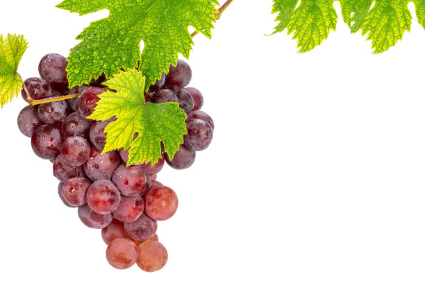 葡萄与叶图片下载