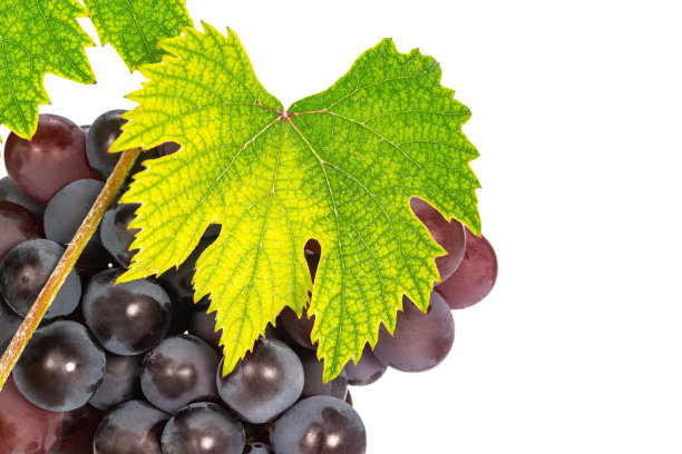 葡萄与叶图片下载