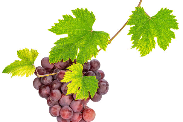 葡萄与叶图片下载