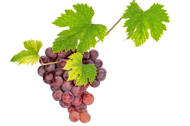 葡萄与叶图片下载