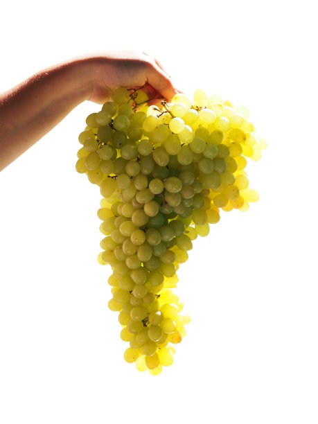 收割。一大串绿葡萄在手孤立在一个白色的背景，阳光，背光图片下载