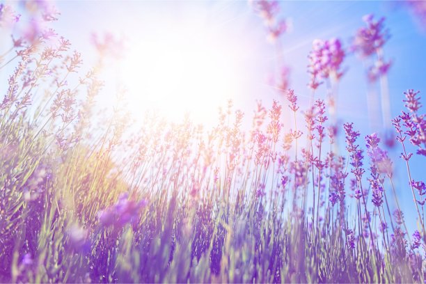 字段。图片下载