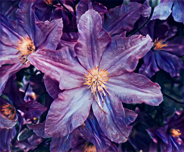 摄影艺术图片大花园花与雨滴近距离图片下载