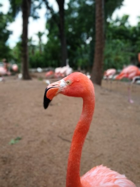 粉红色的佛兰德图片下载