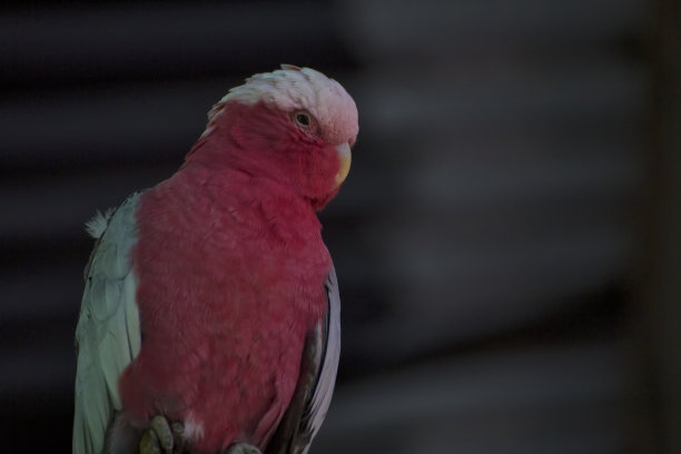 加拉特写凯恩斯附近的热带北昆士兰，澳大利亚图片下载