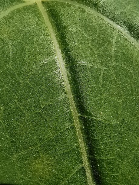 叶子特写图片下载