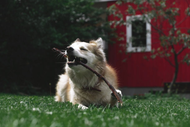 可爱的红狗咬着一根棍子图片下载