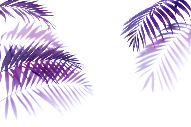 紫色，勃艮第棕榈叶在白色的背景，单一元素孤立在白色的背景，外来植物图片下载