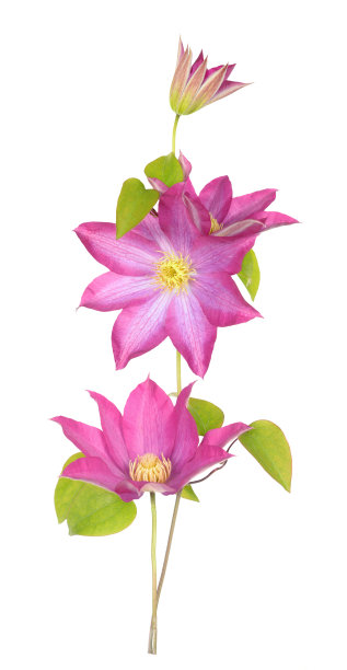 铁线莲图片下载