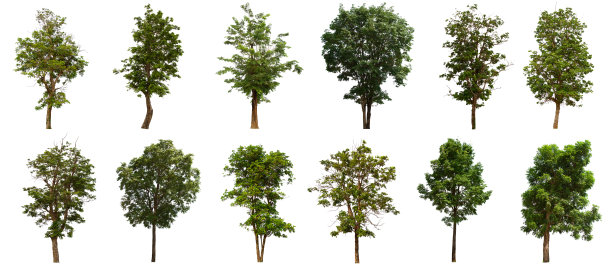 孤立的树位于白色背景上。在白色背景上收集孤立的树图片下载