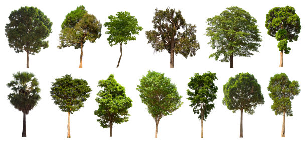 孤立的树位于白色背景上。在白色背景上收集孤立的树图片下载