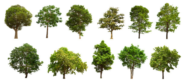 孤立的树位于白色背景上。在白色背景上收集孤立的树图片下载