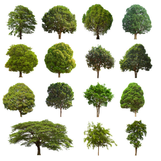 孤立的树位于白色背景上。在白色背景上收集孤立的树图片下载