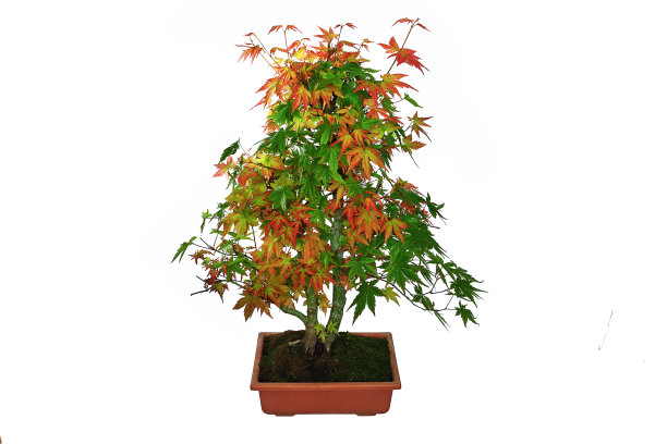 日本枫树盆景图片下载