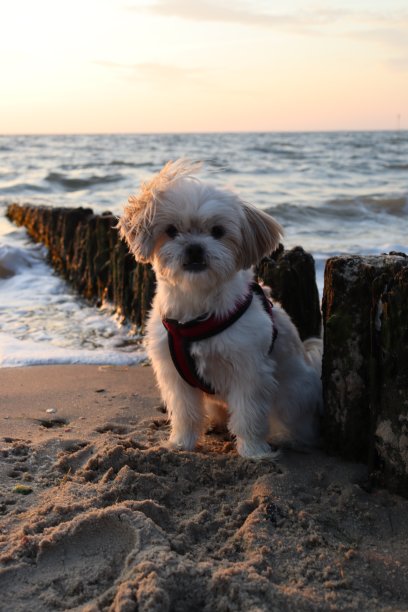 海滩上的狗图片下载