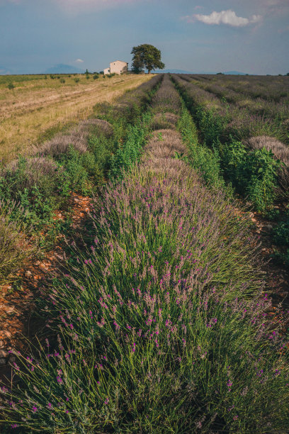 普罗旺斯薰衣草田的美景图片下载
