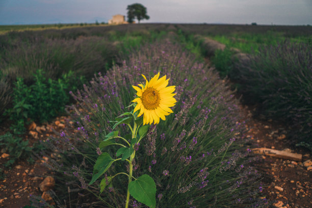 普罗旺斯薰衣草田上的向日葵风景图片下载